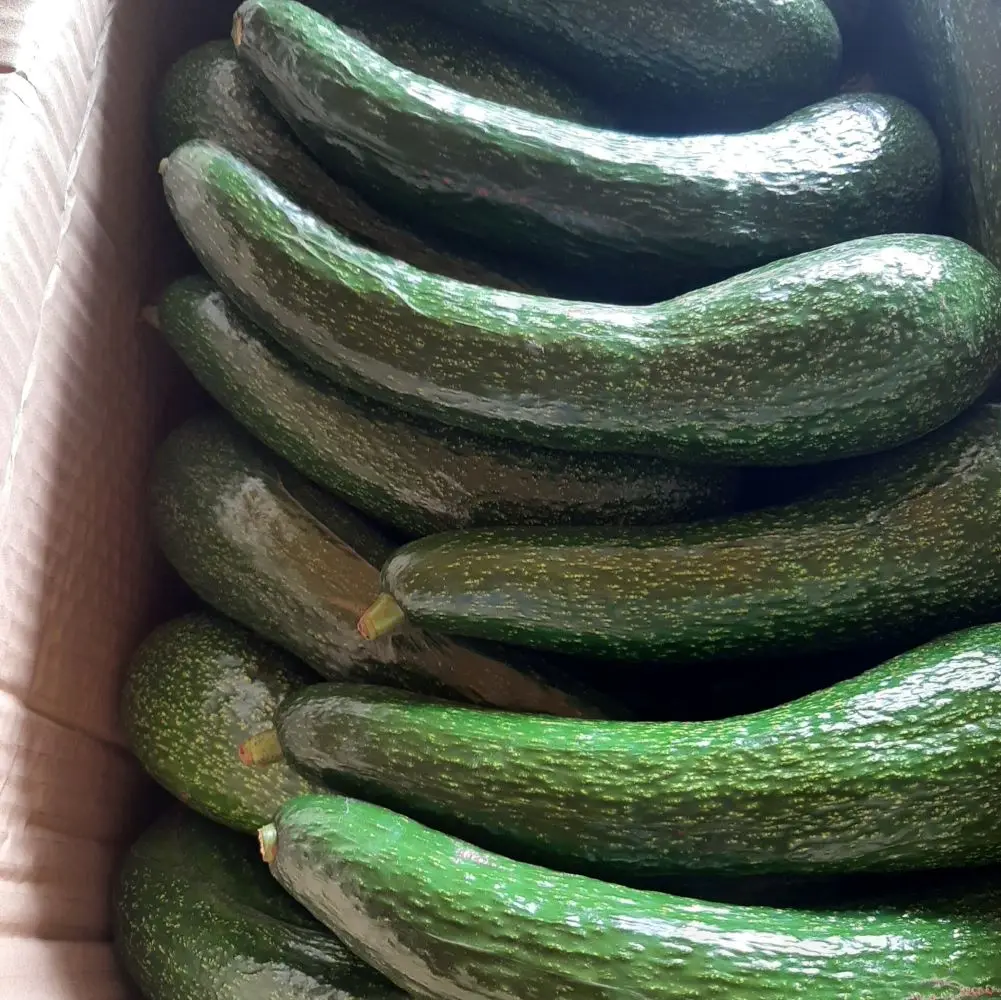 
Vietnam Avocado fresh fruit- Premium, high quality, clean farming, VietGap, prestige, attractive price 