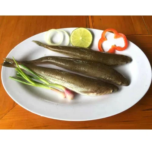 High Quality Common OCOP Air-dried 12 Months Natural Body Cleaned Lizard Fish with Vacuum Packaging From Vietnam For Sale
