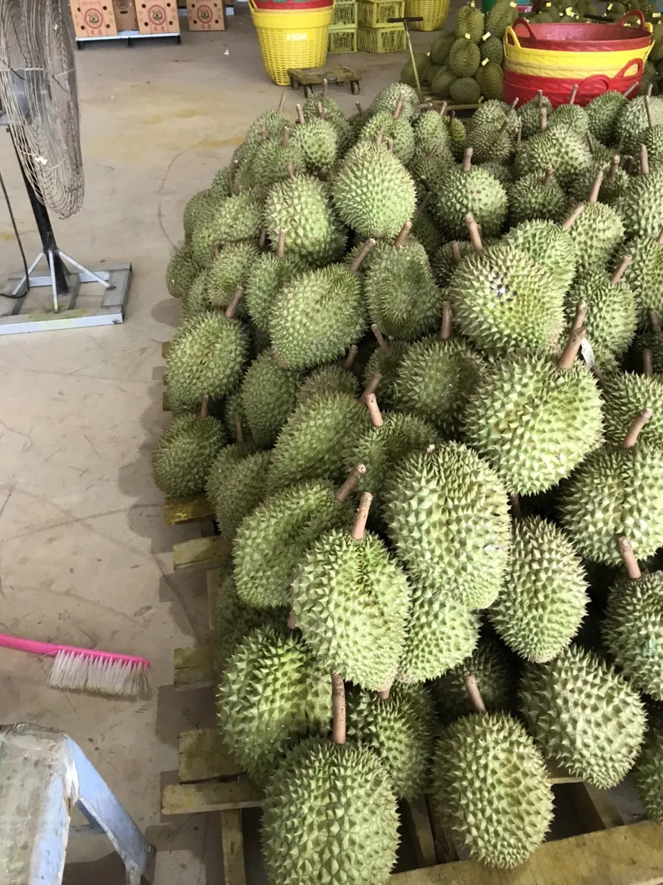 Fresh King Durian Vietnam лидер продаж богатые питательные средства высокое качество оптовая цена бесплатный налог в Корею США ЕС Японию Канаду Австралию