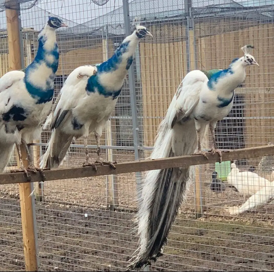 
Day Old Peafowl chicks available for sale 