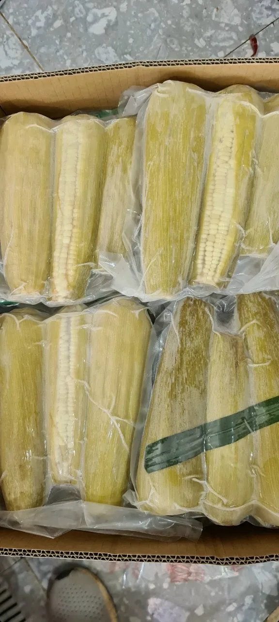Вьетнамский поставщик вареная кукуруза в початках замороженная сладкая