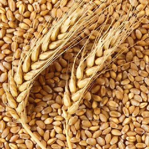 
High Quality Wheat Seeds 