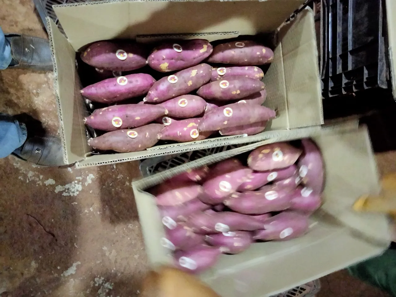 Высококачественный натуральный желтый сладкий картофель по хорошей