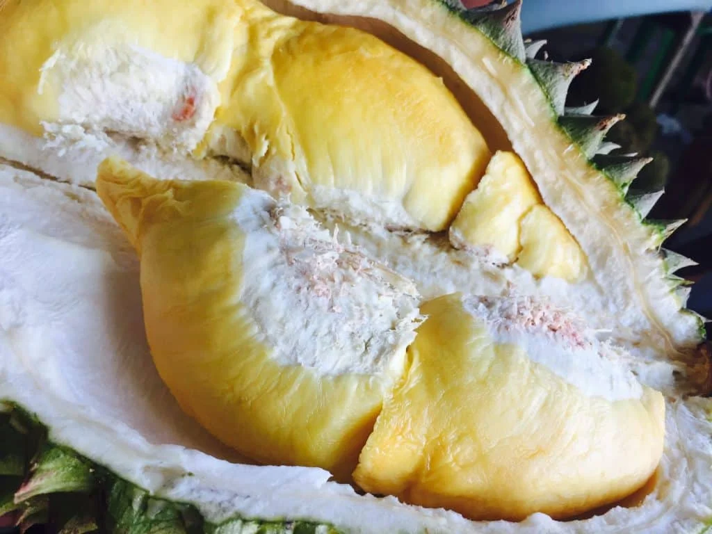 MONTHONG DURIAN - DURIAN FRUIT PRICE - VIETNAM DURIAN FRUIT (+84938244404)