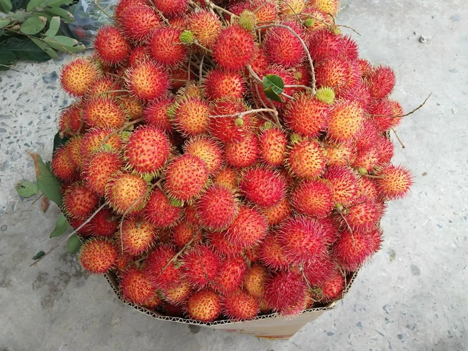 Hot Selling In 2021 Rambutan 100% Fresh Fruit Best Price Wholesale Cheap Price