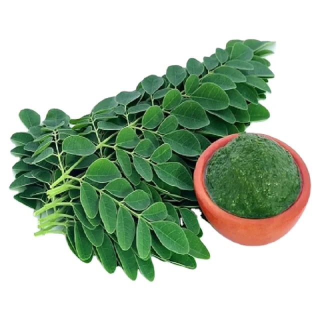 seeds of miracle tree moringa Moringa seed kernals for moringa oil extraction Provides nourishment and energy  Quality