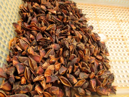 WS +84359166896 No.1 Vietnamese Star Anise With High Oil Content Small Broken Rate And Extremely Dry Good Price Ready To Ship