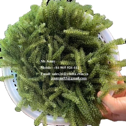Sea grapes 100 Grams Product of Vietnam - Rong Nho - Organic Food