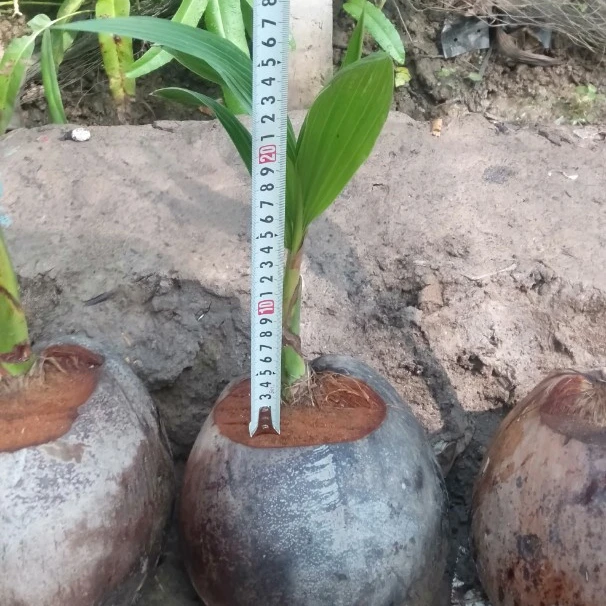 
 Vietnam Coconut Tree Coconut Seedling High Productive (HOT DEAL)- Ms. Akina Tran +84 902803631  