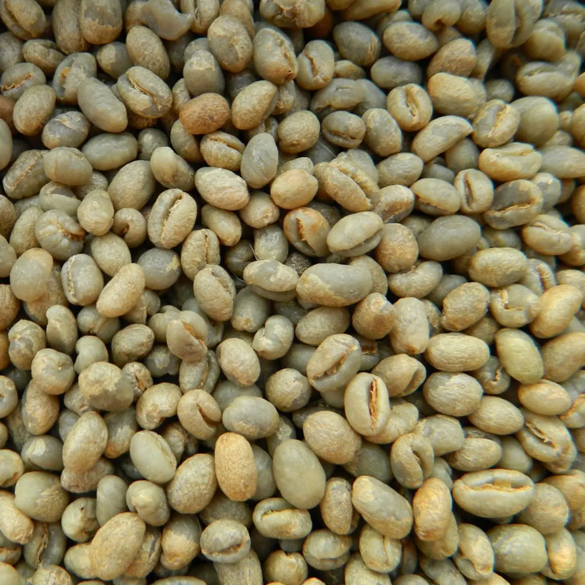 New product Vietnam Green Coffee beans Arabica from Son La