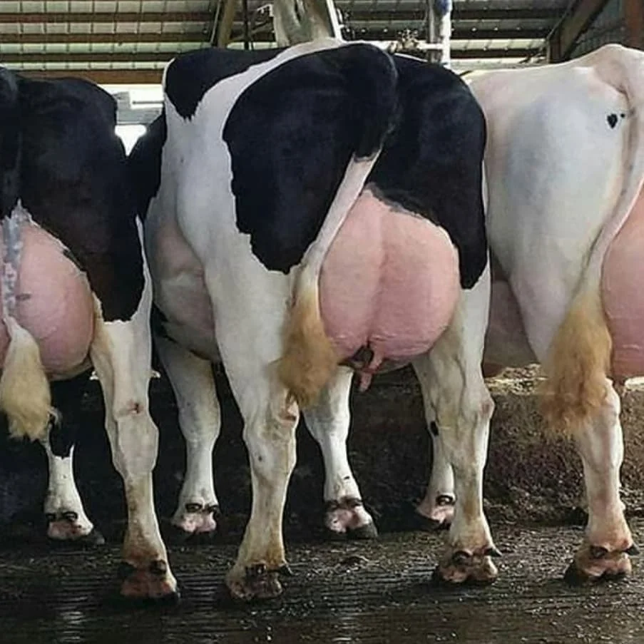 Pure White Pregnant Live Giant Inflatable Holstein Livestock Cattle