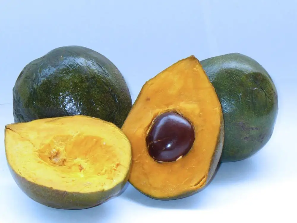 Fresh Lucuma fruit from PERU top Exporter
