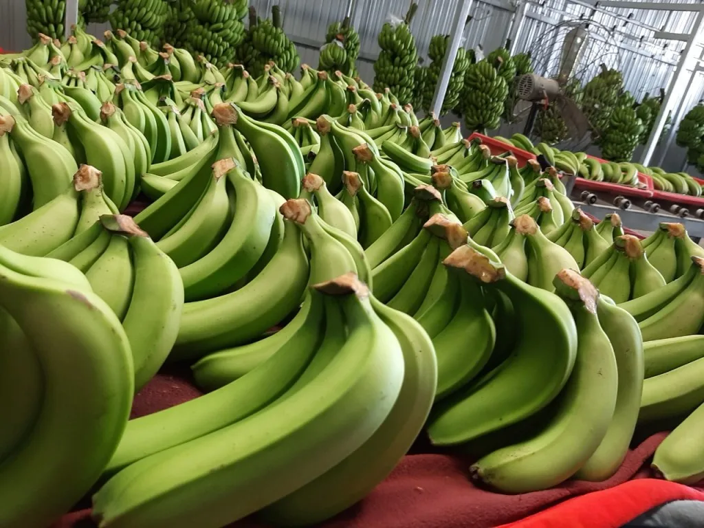 Свежий банан Cavendish из Вьетнама