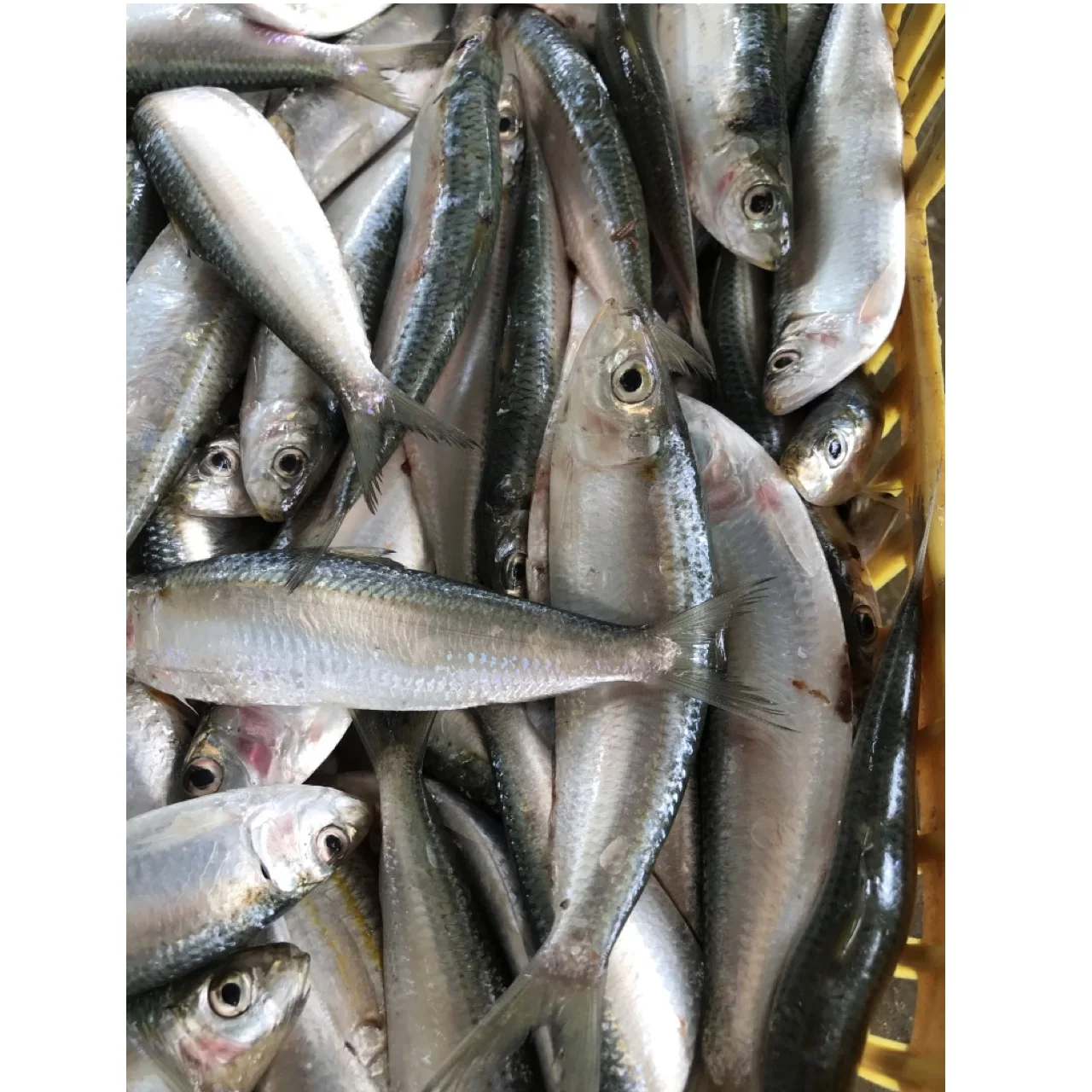 Wholesale Good Quality Good Meat Fresh Air-dried Frozen Seafood Product Whole Cleaned Herring Fish Exported from Vietnam