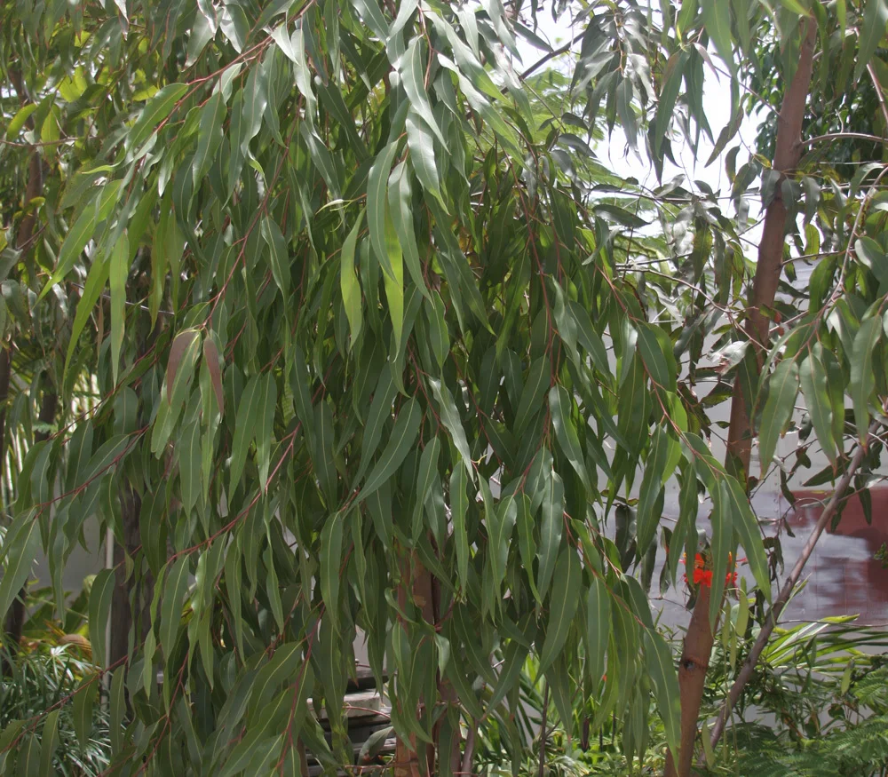 
Best Quality Natural Breath Roll on Warm Flu Relax Balance Aroma 100% Pure Eucalyptus essential oil Peppermint 