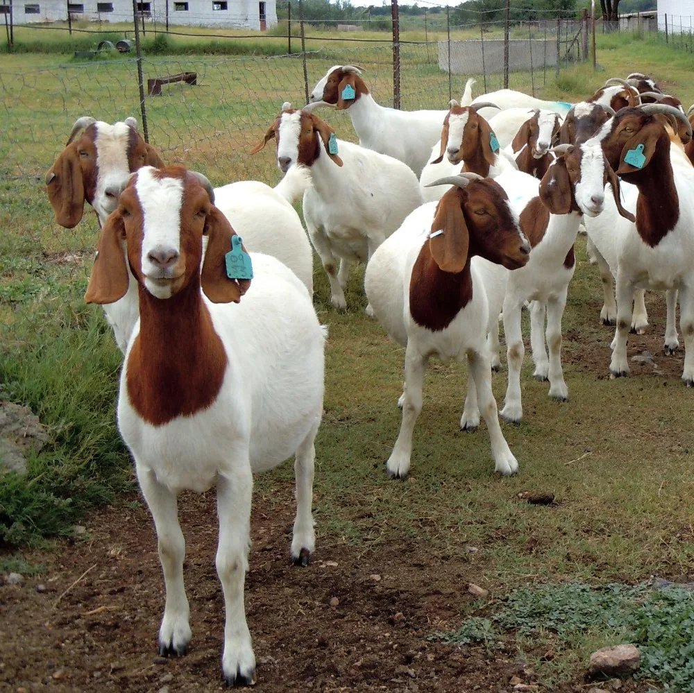 
Full Blood Live Boer Goats / 100% Pureblood Mature boar goat 