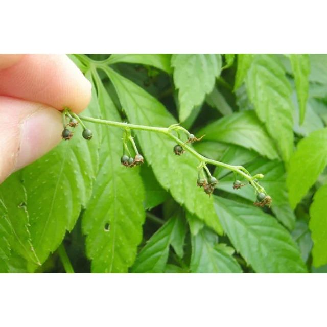 Dried Jiaogulan Herbal Organic Jiaogulan Tea Good For Health Premium Product From Thailand