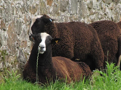 Balwen Welsh sheep,cow,camel,sheep,goat,ox,bull