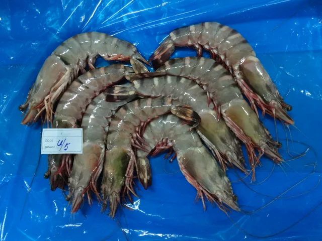 BLACK TIGER SHRIMPS SEA CAUGHT