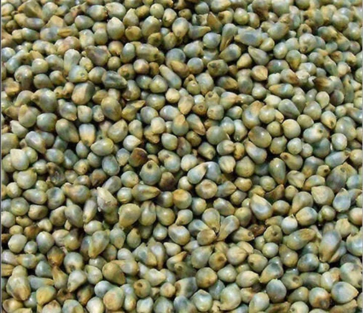 Premium quality Indian Green Millet