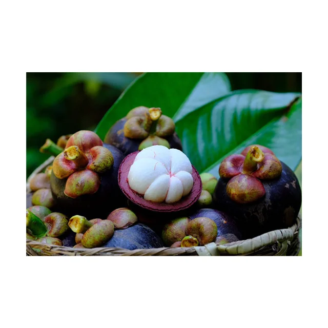 Свежий мангостин, тайские фрукты, высокое качество, товары из Таиланда, тропические фрукты для экспорта