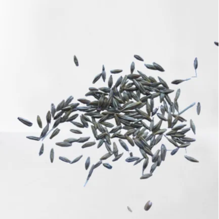 barley seeds Hordeum vulgare barley  herbs  high quality no stem no small seeds good for tea and no empty seeds fresh crops