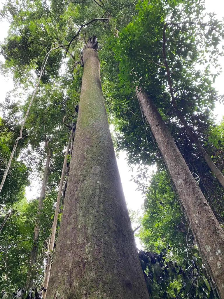 Chengal Log Raw Wood Logs From Malaysia