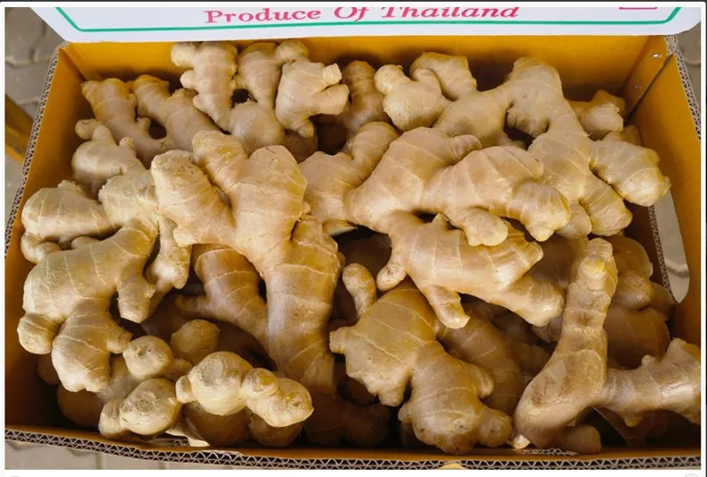 Fresh Ginger Air Dried Premium Quality from Thailand for 100% Export