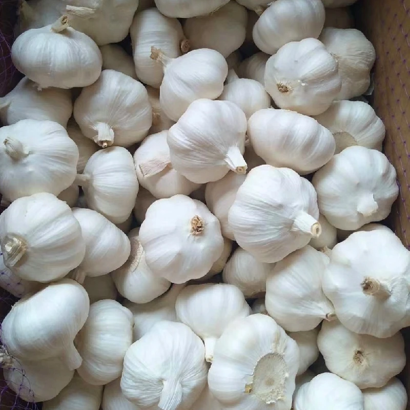 2021 New crop fresh natural normal 4p Pure White Garlic