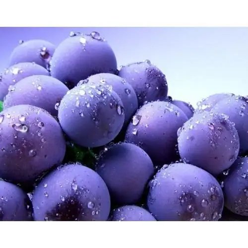 
Fresh Harvested Blueberry Wholesale 