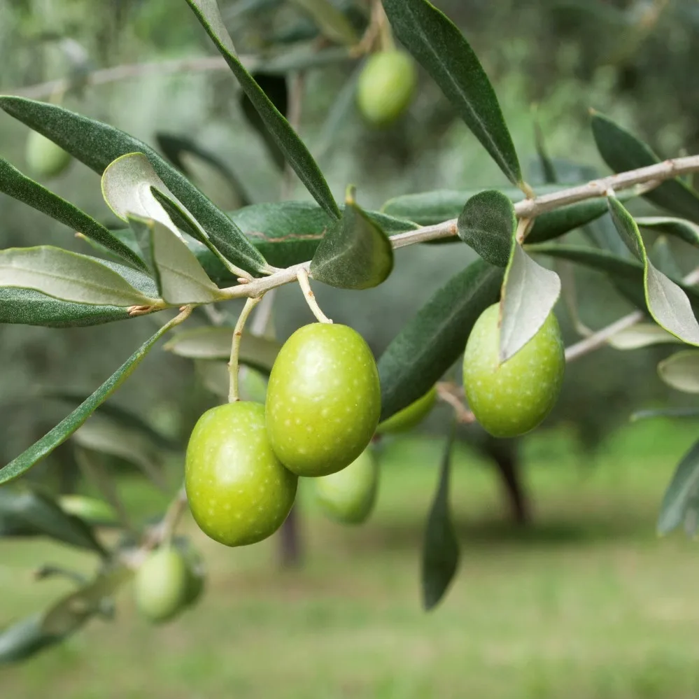 Свежие зеленые оливки лучшего качества