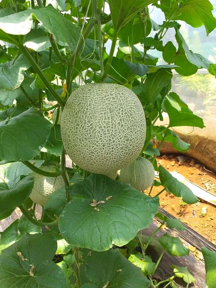 Богатый витамин, подходит для здоровья, 100% натуральная свежая Мускусная Дыня премиум-класса, размер 1,0-2,0 кг, высокое качество, Лучшая цена