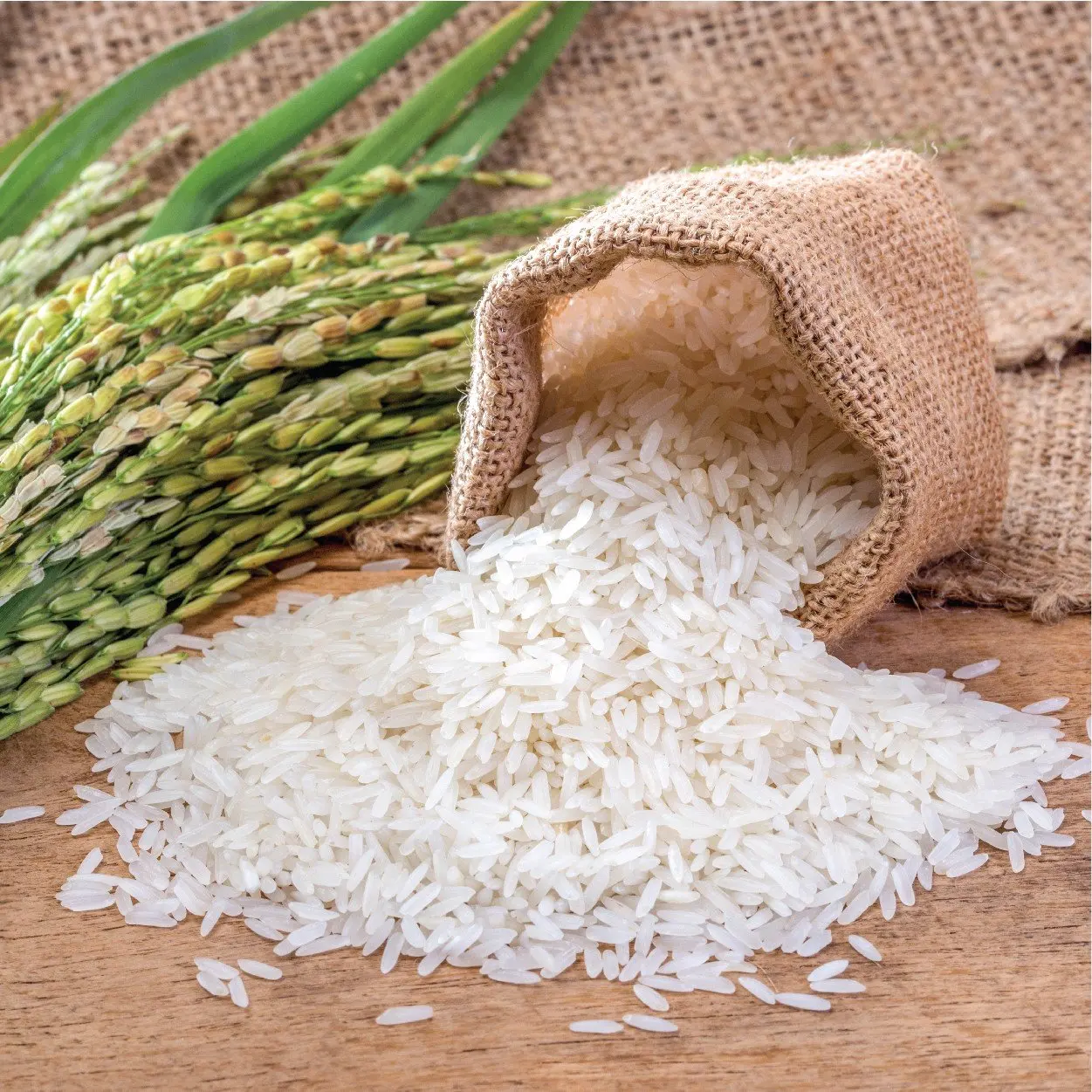 Оптовая продажа длительное зерно ароматный рис органический РИС ST 24 Вьетнам лучший поставщик