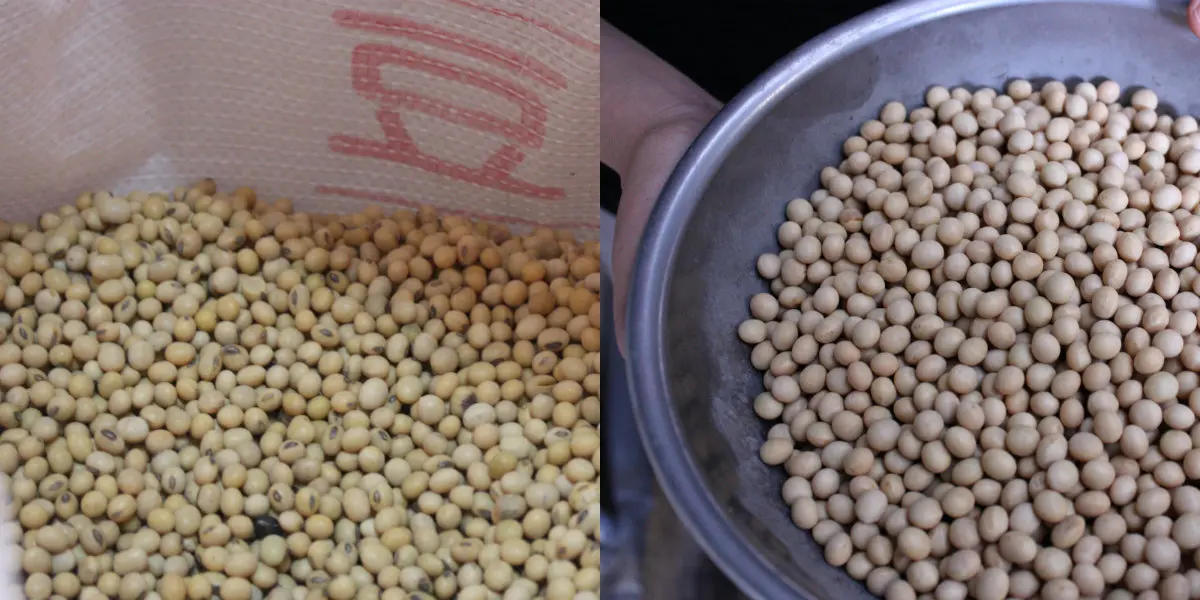 Brazilian Premium Wheat Grain Sale. Affordable Wholesale Prices,  cheap Wheat grain for sale at affordable prices