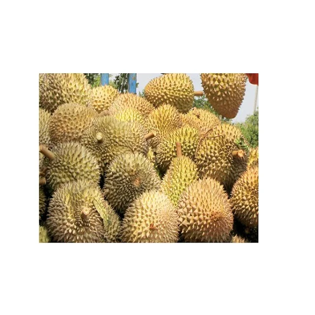 
VIETNAMESE BEST QUALITY DURIAN FRUIT 2020 - Fresh Durian / Dry Durian / Durian Frozen at Competitive Price 
