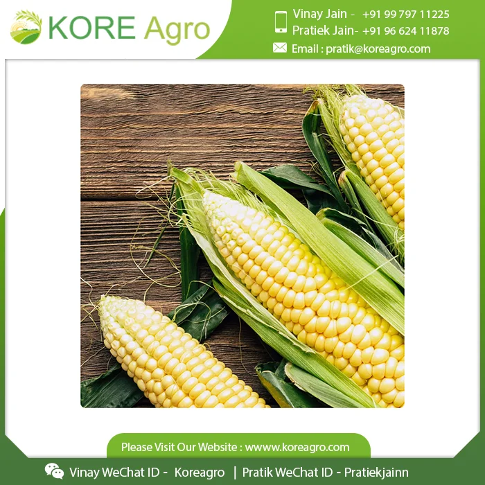 
Top Selling Premium Quality Corn Maize 100% Natural Fresh Animal Feed Corn India Supplier 
