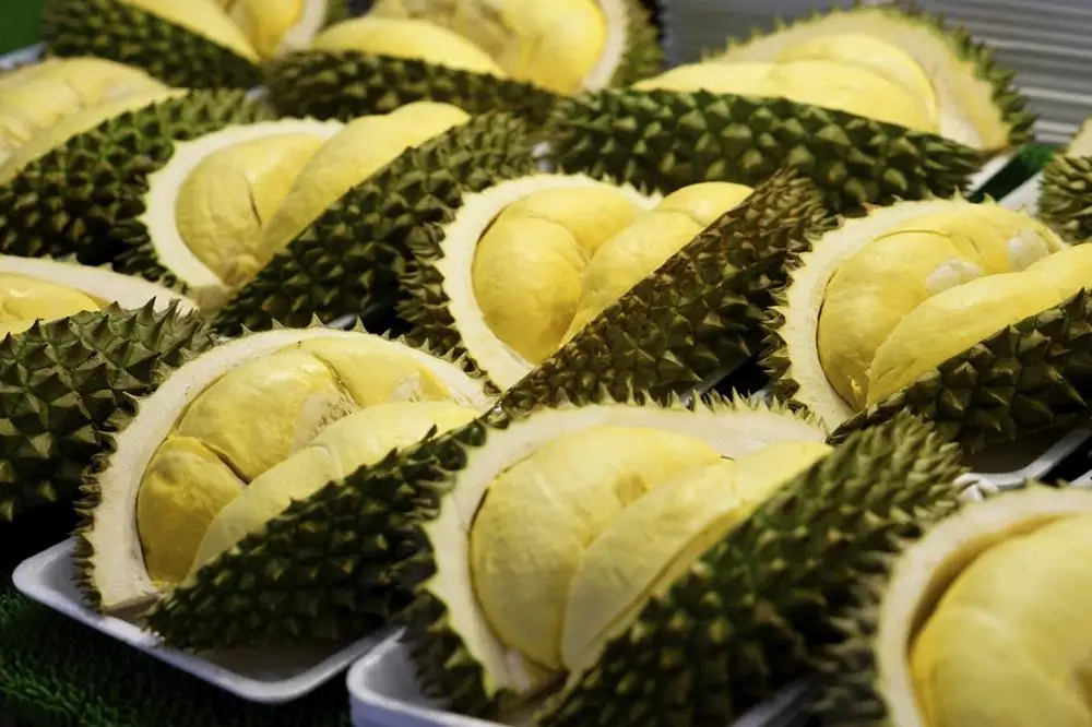 Premium quality durian fresh Vietnam durian golden yellow fresh durian new crop