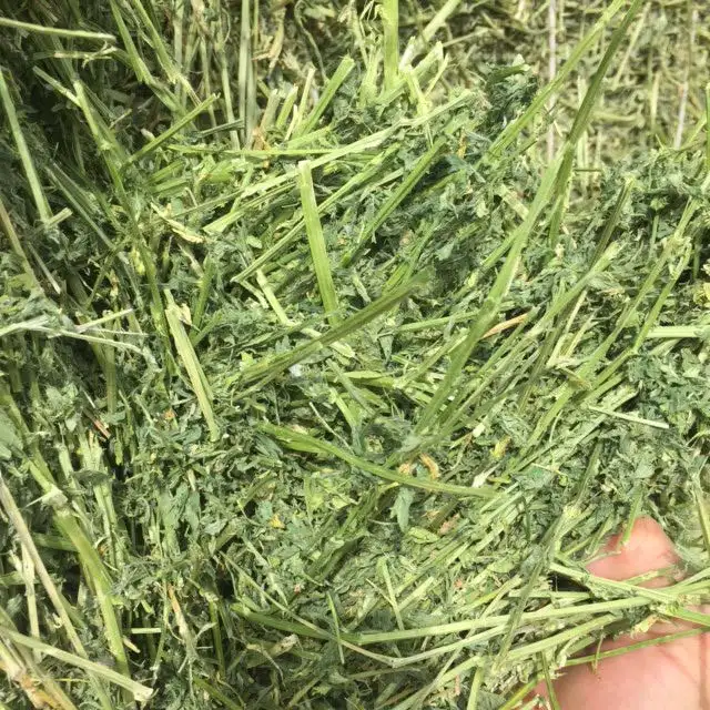 Люцерна сено высшего класса солнце вылеченный зеленый Люцерна Сено для продажи