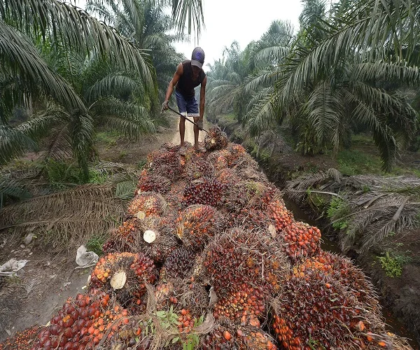
HIGH QUALITY TURKEY RBD PALM OIL 