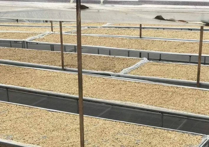  Высококачественная Органическая нежареная Арабика класса 1 из Вьетнама с хорошим вкусом в наличии готов к экспорту