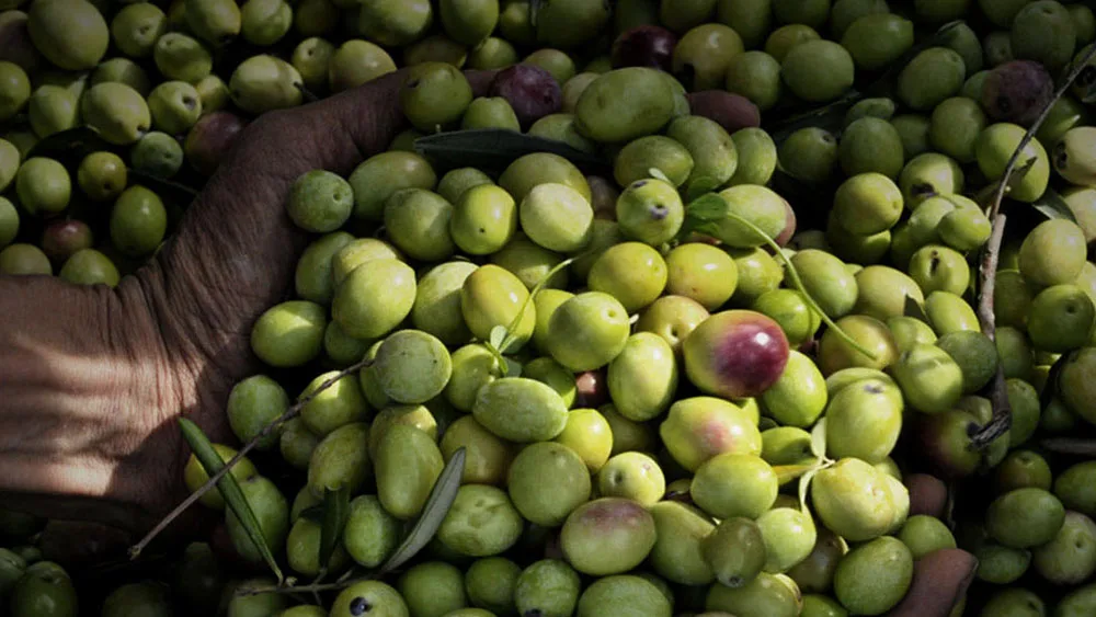 100% Italian Extra Virgin Olive Oil in bulk for wholesale ideal for export at the best price on offer