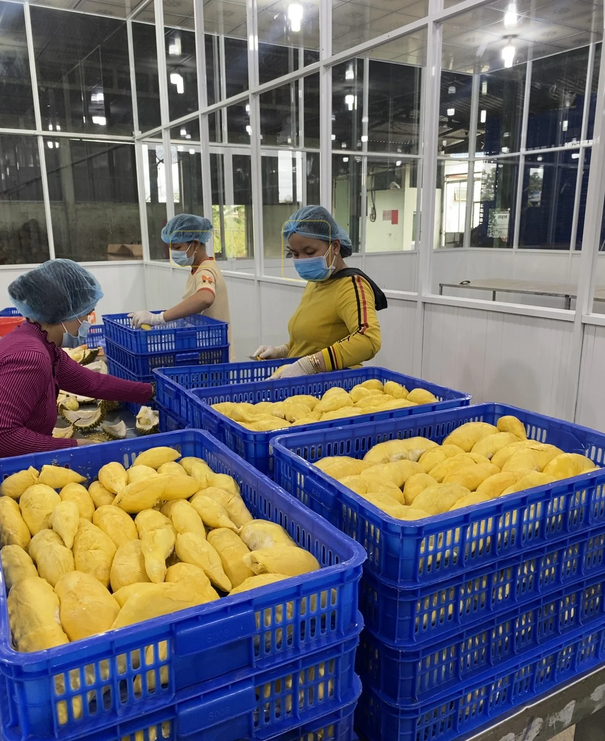  Замороженное дурианское мясо высокого качества/Премиум Замороженные дуриан монтонги