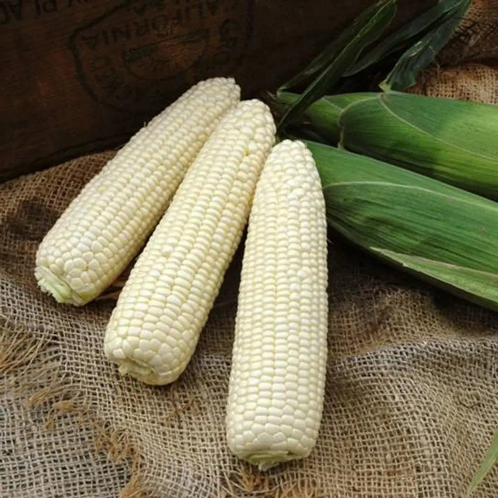 Top Quality White Corn Maize/White Maize Corn