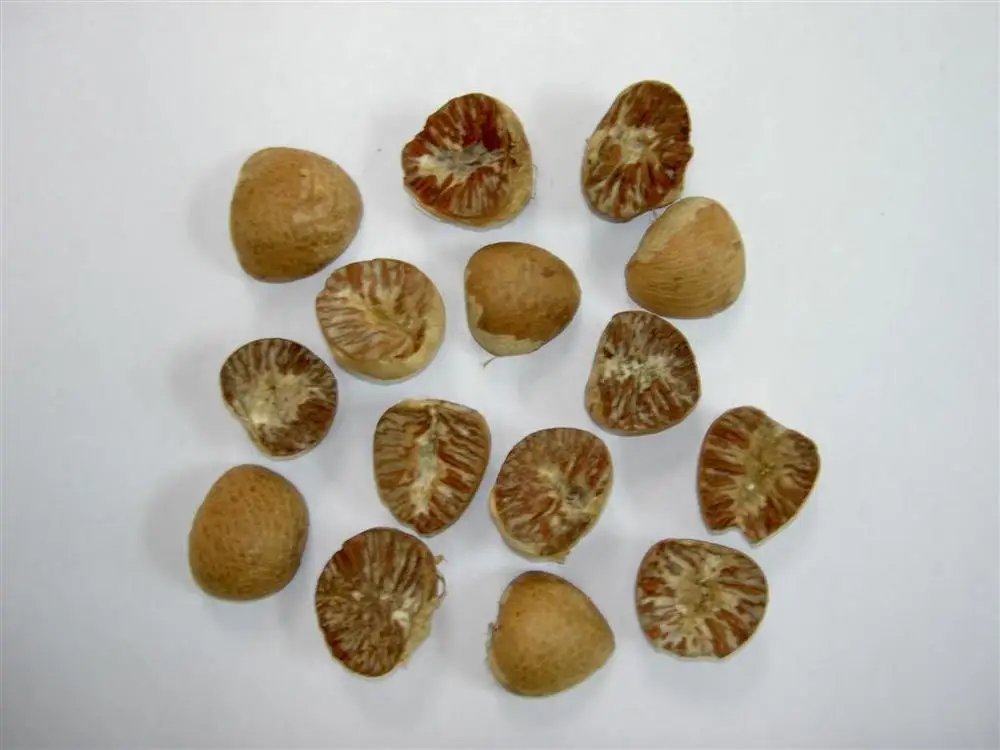 
SELL DRIED WHOLE BETEL NUT GOOD CUT FROM BRAZIL 