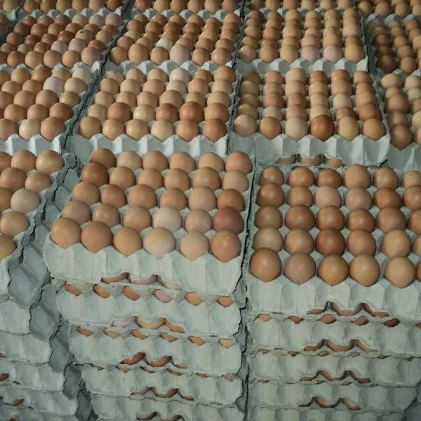 
Fresh Farm Chicken Table Eggs/ chicken table eggs Export fresh eggs 