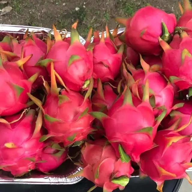 Безопасные и вкусные тропические фрукты-свежий вьетнамский белый дракон на продажу