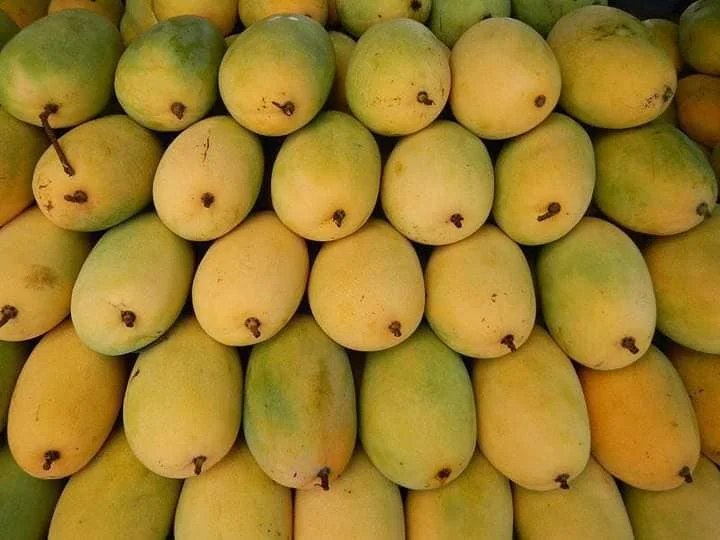 Свежее манго из Вьетнама с высоким качеством и конкурентоспособной ценой для экспорта в Европу рынок азии готов к отправке