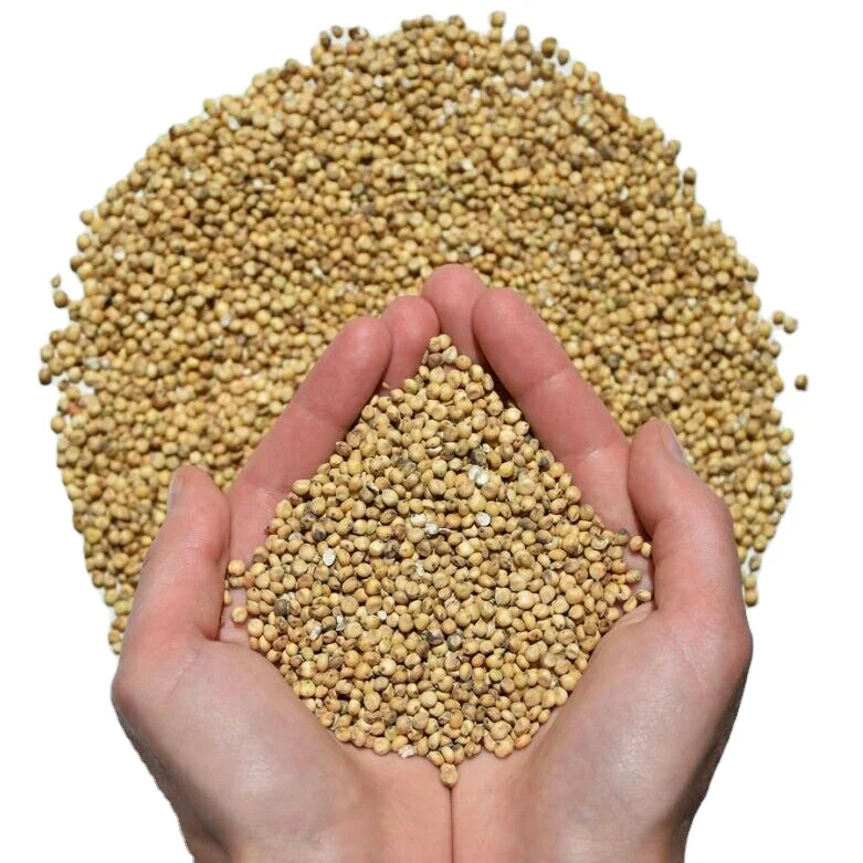 Good Quality Wholesale Natural Food Consumption Grade Sorghum Seeds Exporter