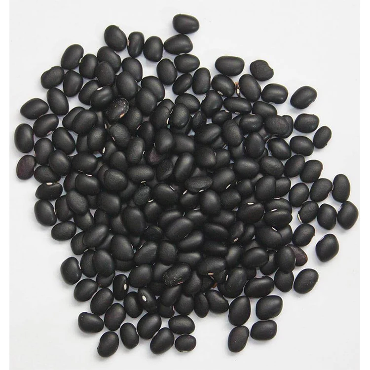 New crop best quality kidney bean
