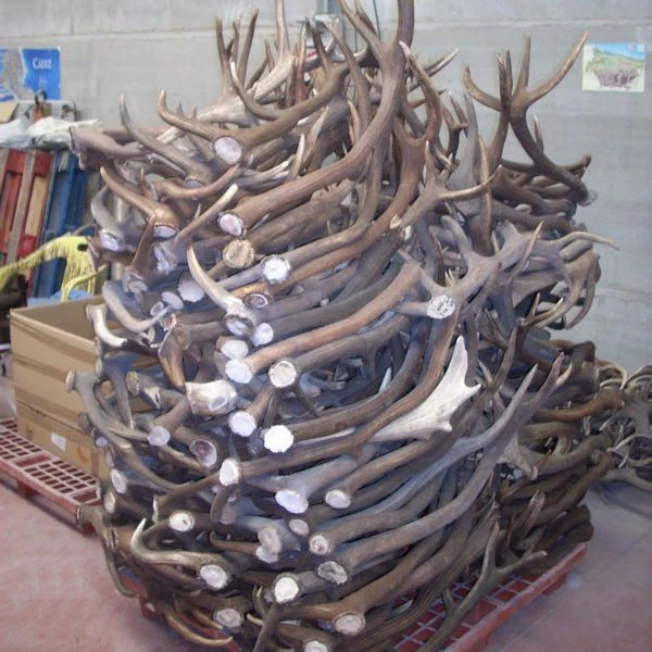 
Hotsale Whole Red Deer Antlers available in all grades 